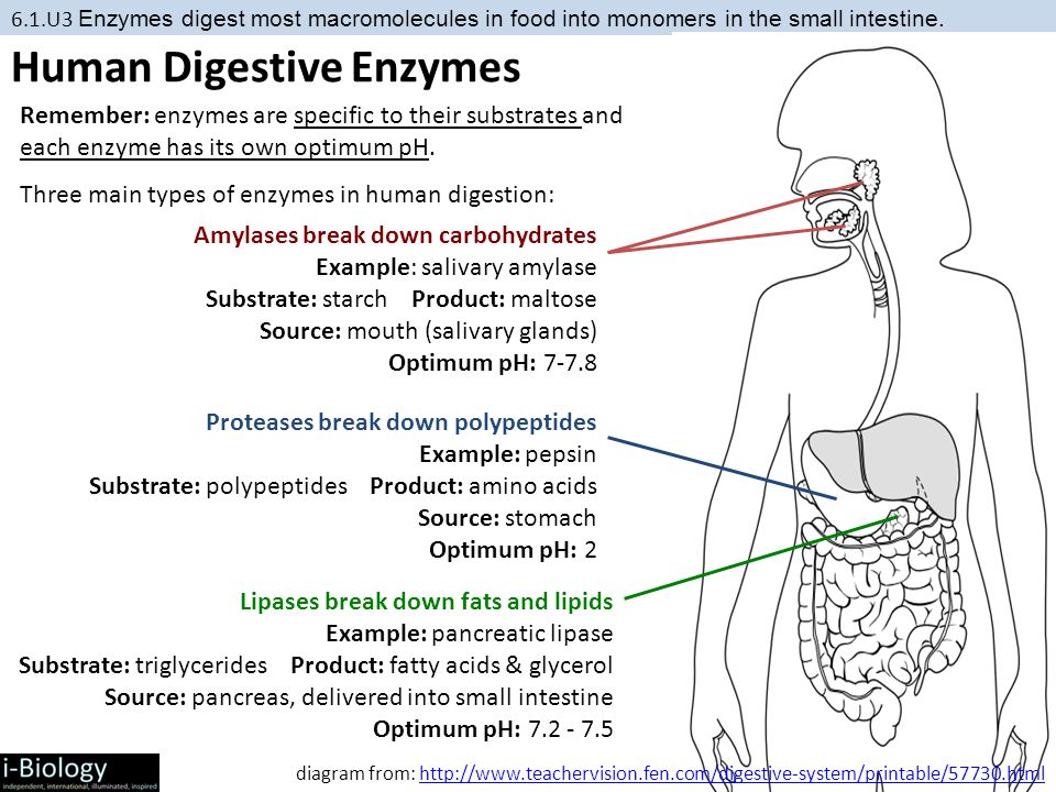 Short essay on Human Digestive System
